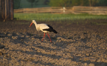 Storkの写真素材