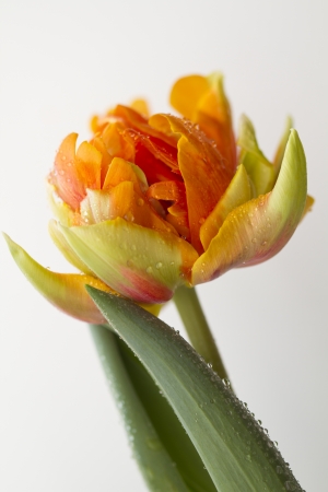 Orange Tulipの写真素材