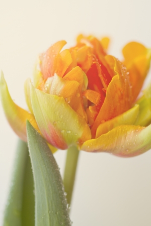 Tulip "Orange Princess"の写真素材