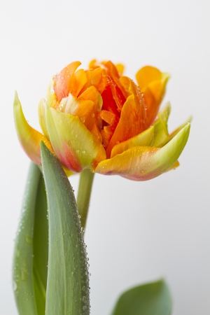 Tulip "Orange Princess"の写真素材