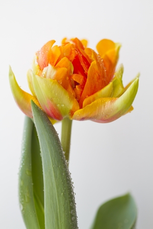 Tulip の写真素材