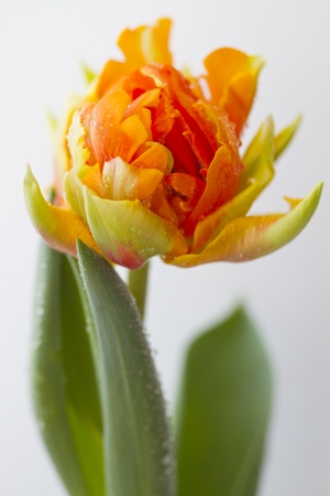 Orange Tulipの写真素材