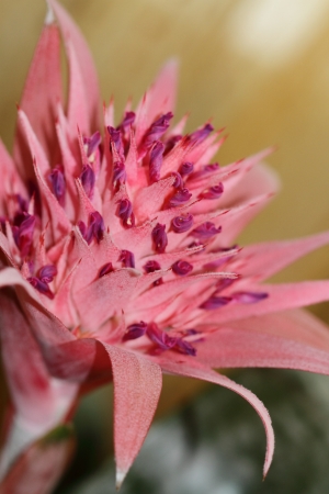 Aechmea flowerの写真素材
