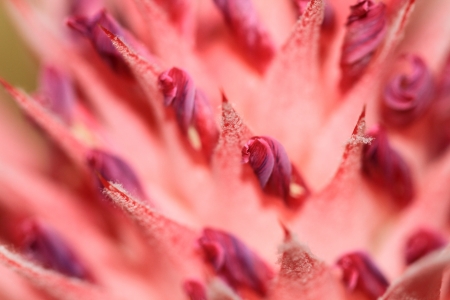 Closeup of Bromelie flowerの写真素材
