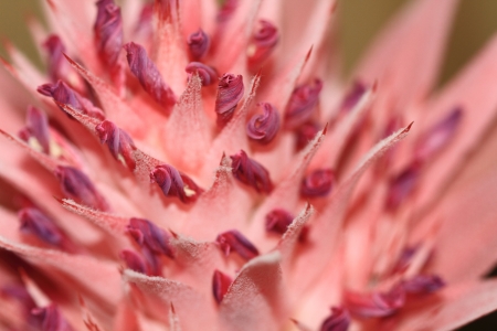 Bromelie flower closeupの写真素材