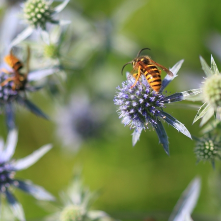 Wasp on the flowersの写真素材