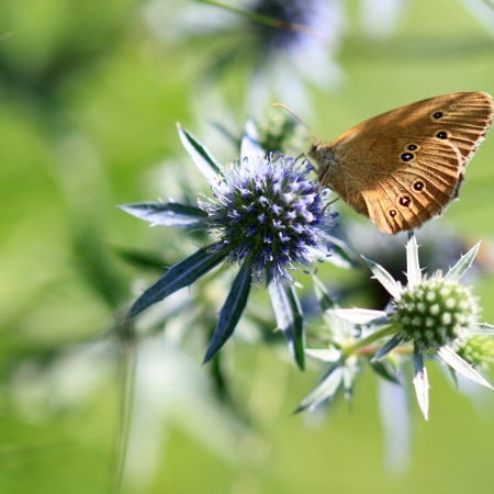 The butterfly on the Sea Holly flowerの写真素材