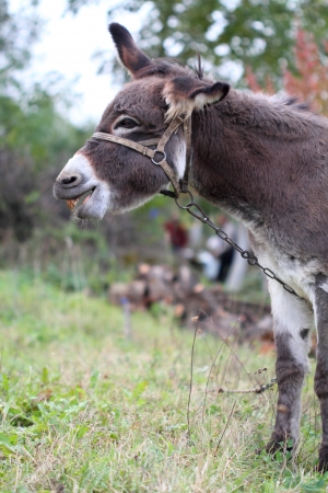 Laughing donkeyの写真素材