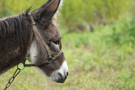Donkeyの写真素材