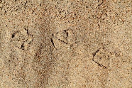  Seagul s footprint on the sandの写真素材