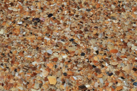 Abstract background texture of sea shellsの写真素材
