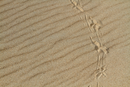 Traces of a bird on sandの写真素材