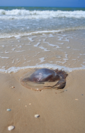 Jellyfish lying on the sandy beach の写真素材