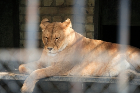 Lioness in a zooの写真素材