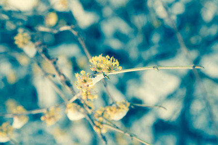 Winter morning in the forestの写真素材