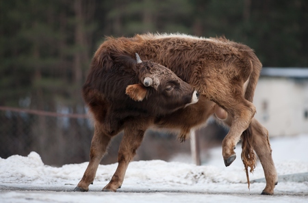 Caucasian calfの写真素材