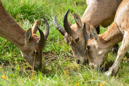 The West Caucasian tur (Capra caucasica) eating grassの写真素材