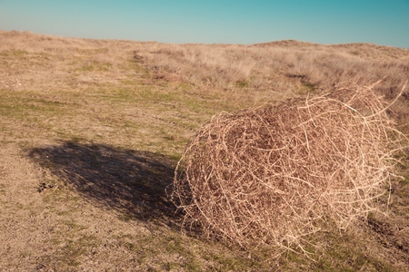 Tumbleweed on the fieldの写真素材