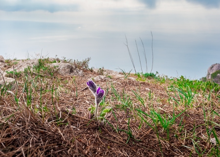 Closeup spring pasque flowerの写真素材