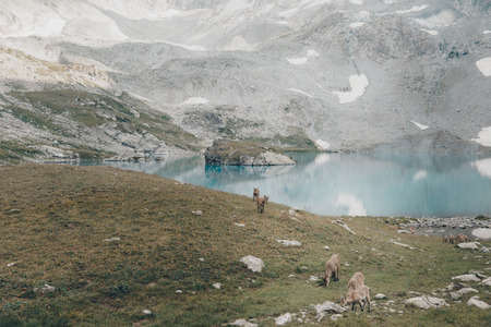 The West Caucasian goats in the mountainsの写真素材