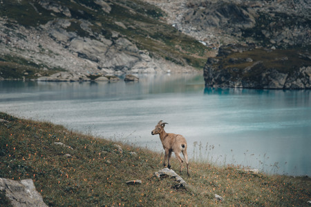 The West Caucasian tur (Capra caucasica)の写真素材