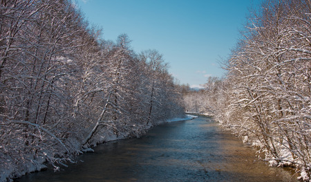 Winter morning in the forestの写真素材