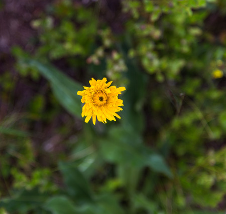 Yellow flowersの写真素材