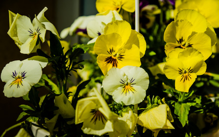 Yellow violaの写真素材