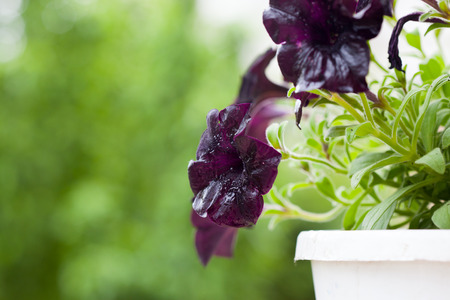 Dark Purple petunia flowers closeupの写真素材