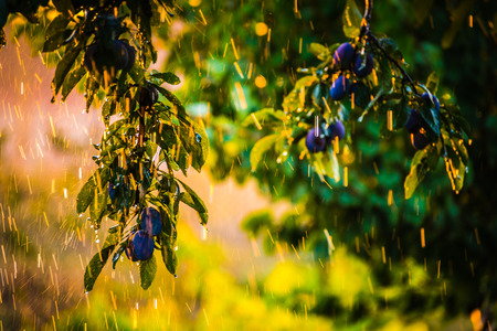 Plums on a treeの写真素材
