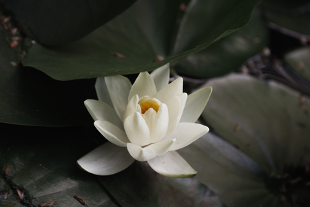 White water-lilyの写真素材