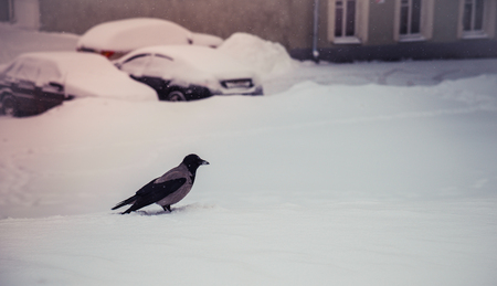 grey crowの写真素材
