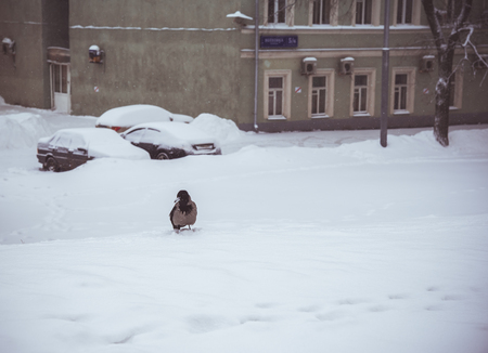 Gray urban crow in the snow looking for foodの写真素材