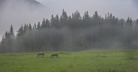Summer landscape in the Carpathian mountainsの写真素材