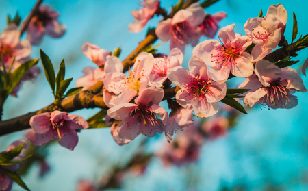 Spring time. Branch of the blossoming peachesの写真素材