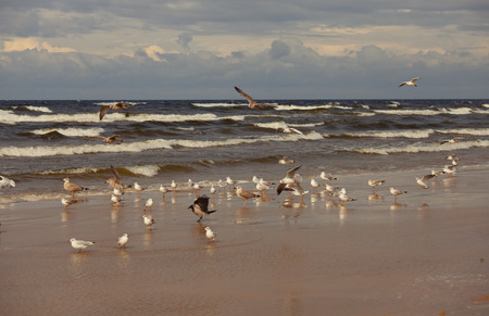 Birds on the sea coastの写真素材