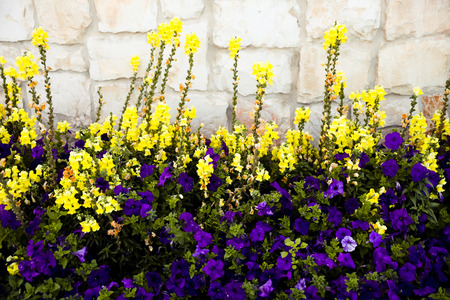 Linaria vulgaris and violet Petuniaの写真素材