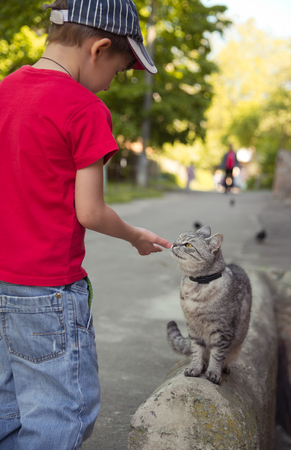 The grey cat sitting on the steps and small boyの写真素材