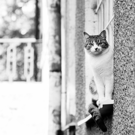 The gray-white cat sitting on a window sill outdoorの写真素材