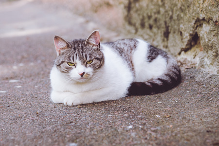The gray-white cat lying near the houseの写真素材