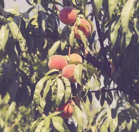 Peaches on a tree