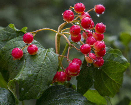 Berries of red viburnum with leavesの写真素材