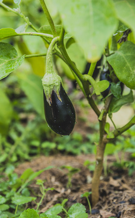 Eggplant fruits growing in the gardenの写真素材