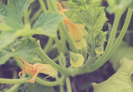 Bush pumpkin with flower on branchの写真素材