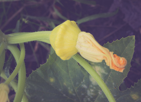 Bush pumpkin with flower on branchの写真素材