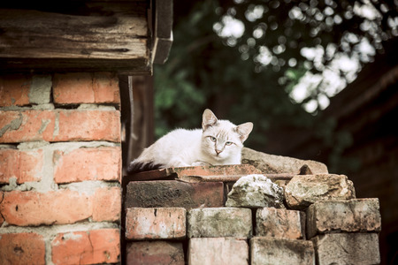 Cat sitting on the old bricks outdoorsの写真素材