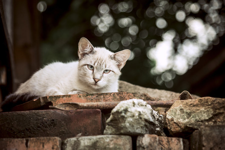 Cat sitting on the old bricks outdoorsの写真素材