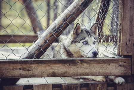 Husky dog behind the cageの写真素材