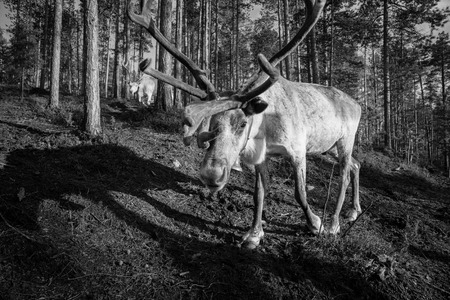 Lapland reindeerの写真素材