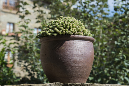 Cactus in the big pot outdoor